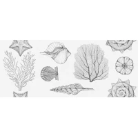 Плитка настенная Aqua white белый 01 25x60