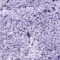 Коврик WasserKRAFT Wern Lilac BM-2523  - 3