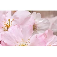 Декор Букет розовый 07-00-5-09-01-41-663 25x40