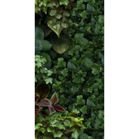 Керамогранит 4100154 Jane D 50x100