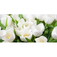 Декор Элара Верде Триумф 20,1x40,5